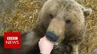Meet Mansur, man's bear friend - BBC News