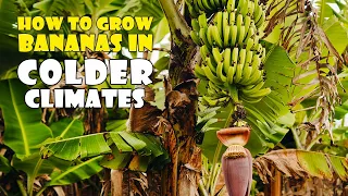 GROWING BANANAS in COLD CLIMATES? (Pt2) in our FOOD FOREST - YEAR 1, EP8