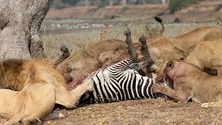 Lion Attack Zebra In The Wild