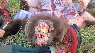 Dead Brown Bear 🐻    Sand Point Alaska