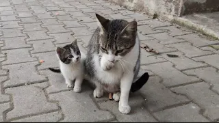 The Mother Cat Who Wants Attention Has Lost One Of Her Kittens.