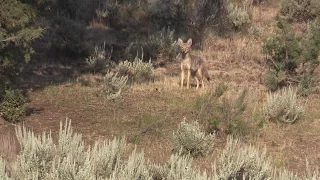 Oregon Double