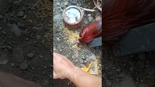 parang nalasing ata manok ko🤣🤣