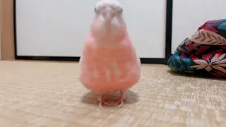 走るピンクの鳥。アキクサインコ