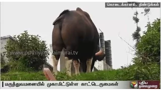 Patients panic due to wild buffaloes in Kodaikanal govt hospital