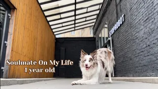 Border collie 1 year old |Agility|Бордер колли 1 год|Трюки|Хлебзавод №9|Soulmate On My Life|Аджилити