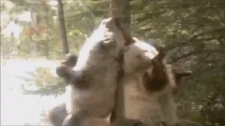 BEARS scratching on trees // Cocaine Bears True Story