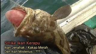 Mancing Ikan Kerapu, Ikan Jenahak (Kakap Merah TompeL) dan Ikan Misterius..???