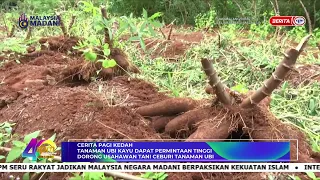 4 JUN 2024 – SPM - CERITA PAGI KEDAH : TANAMAN UBI KAYU DAPAT PERMINTAAN TINGGI DORONG USAHAWAN TANI