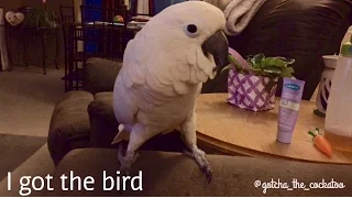 He's "got the bird!" Lol *subtitled*