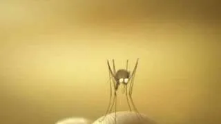 Funny mosquito!