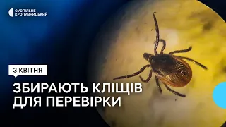 У Кропивницькому збирають кліщів для перевірки щодо зараження їх збудником хвороби Лайма