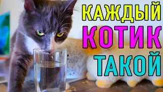 КАЖДЫЙ КОТИК ТАКОЙ | ПАРОДИЯ Magic Pets