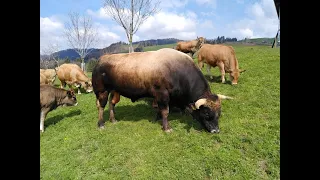 Aubrac Mutterkühe springen vor Freude / Erster Weidetag / Glückliche Kühe