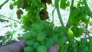 Проблемные сорта на моем винограднике