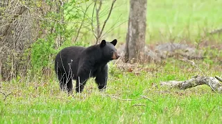 Cades Cove Wild Life Chronicle Black Bears Turkey Deer April 2024