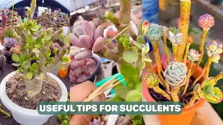 Mẹo chăm sóc sen đá | Helpful Tips for Succulents | 多肉植物| 다육이들 | Suculentas