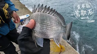 【磯釣】東北角釣遊｜大魚搞不了只能欺負小的取暖｜鶯歌石｜馬崗漁港｜澳底漁港｜2022/10/29