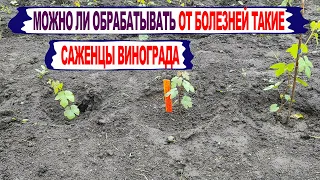 🍇 Можно ли  ОРАБАТЫВАТЬ от болезней МОЛОДЫЕ САЖЕНЦЫ винограда. Что будет с ИММУНИТЕТОМ?