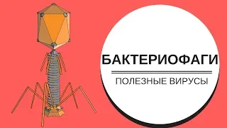 RATIOMANIA // БАКТЕРИОФАГИ: ПОЛЕЗНЫЕ ВИРУСЫ