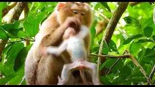 Because Of Hungry Baby Rainbow Almost Fall Down From The High Tree | Real Primate