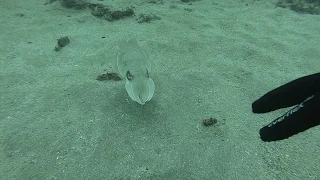 Attempted to pet a cuttlefish and failed
