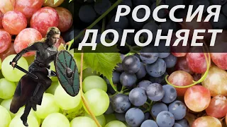 Урожай винограда-2019 | Россия отстаёт по винограду | Виноград викингов