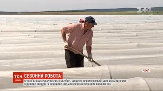 На полях Чехії не вистачає українських працівників: чимало врожаю може пропасти