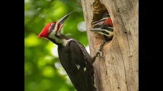 Cute animal video: North Americas largest woodpecker feeding its young. Bird photography.