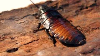 Madagascar hissing cockroach-LOUD HISS! (HD)