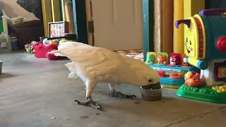 Me and my cockatoo - A snippet of our time together. And yes, Cheerios are involved...