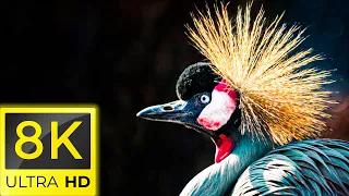 8K BIRDS  - THE WORLD OF BIRDS IN 8K ULTRA HD/8K TV