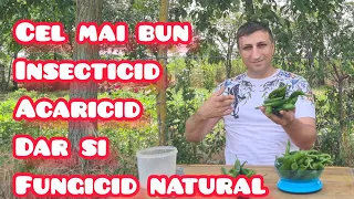 Cel mai bun insecticid pentru afide si acaricid natural