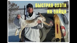 Быстрая охота на зайца, январь 2018