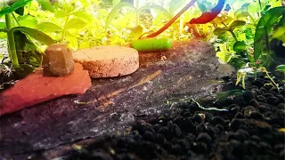 Cheap and Easy Aquarium Fertilizer - Root Tabs!  Fertilizer 101