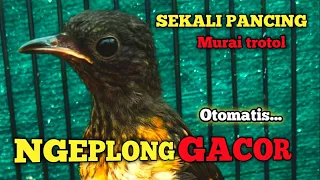 COBA INI ...!!! Murai trotol dan murai batu pastol Pasti ikut BUNYI GACOR | Pancingan murai trotol