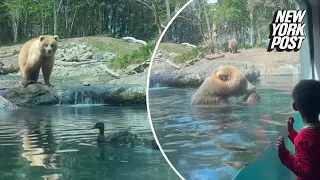 Hangry bear gobbles up ducklings at the zoo in front of horrified children: ‘That was not nice’