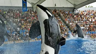 Loro Parque ( Park ) ORCA show. Tenerife, Canary Islands 2023