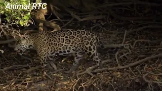 Jaguar vs croco combat a mort incroyable बाप आख़िर बाप होता है 🦁🐊