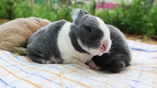 WATCH BABY RABBITS GROW [Day 1 to 28]