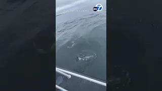 Orca whale tries to steal woman's fish