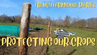 Ep 14.PROTECTING OUR CROPS #frenchfarmhouse  #regenerativegardening #nodiggardening