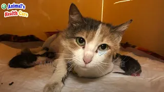 Tearful Ending of Mother Cat Trying to Protect Her Kittens From The Dogs