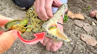 RESCUED ! BABY TURTLE FOUND SWALLOWED BY CROCODILE ! WILL WE SAVE HIM ?!