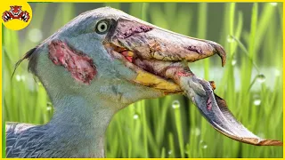 30 Times Birds Hit and Swallow Prey Faster Than You Can Blink | Animal Fights