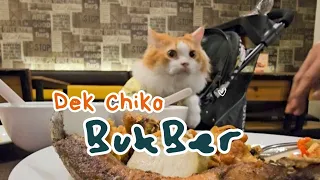 Dek Chiko ikut Ultah kak Naya & Bukber. cute video cat animal trending viral kucing pet anjing cats