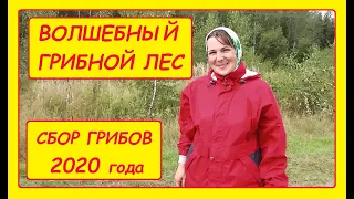 Волшебный грибной лес. Удачный поход за грибами. Сбор грибов 2020 года сентябрь.