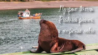 Пуэрто Монт. Большой выпуск. Морские львы и рыбный рынок. Знакомство с местными.