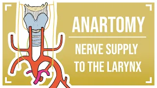 Nerve Supply to the Larynx (feat. the Recurrent Laryngeal Nerve)