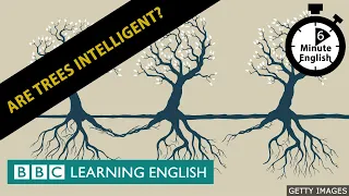 Are trees intelligent? 6 Minute English
